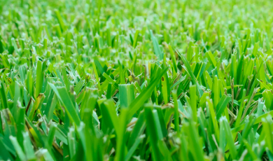 grass