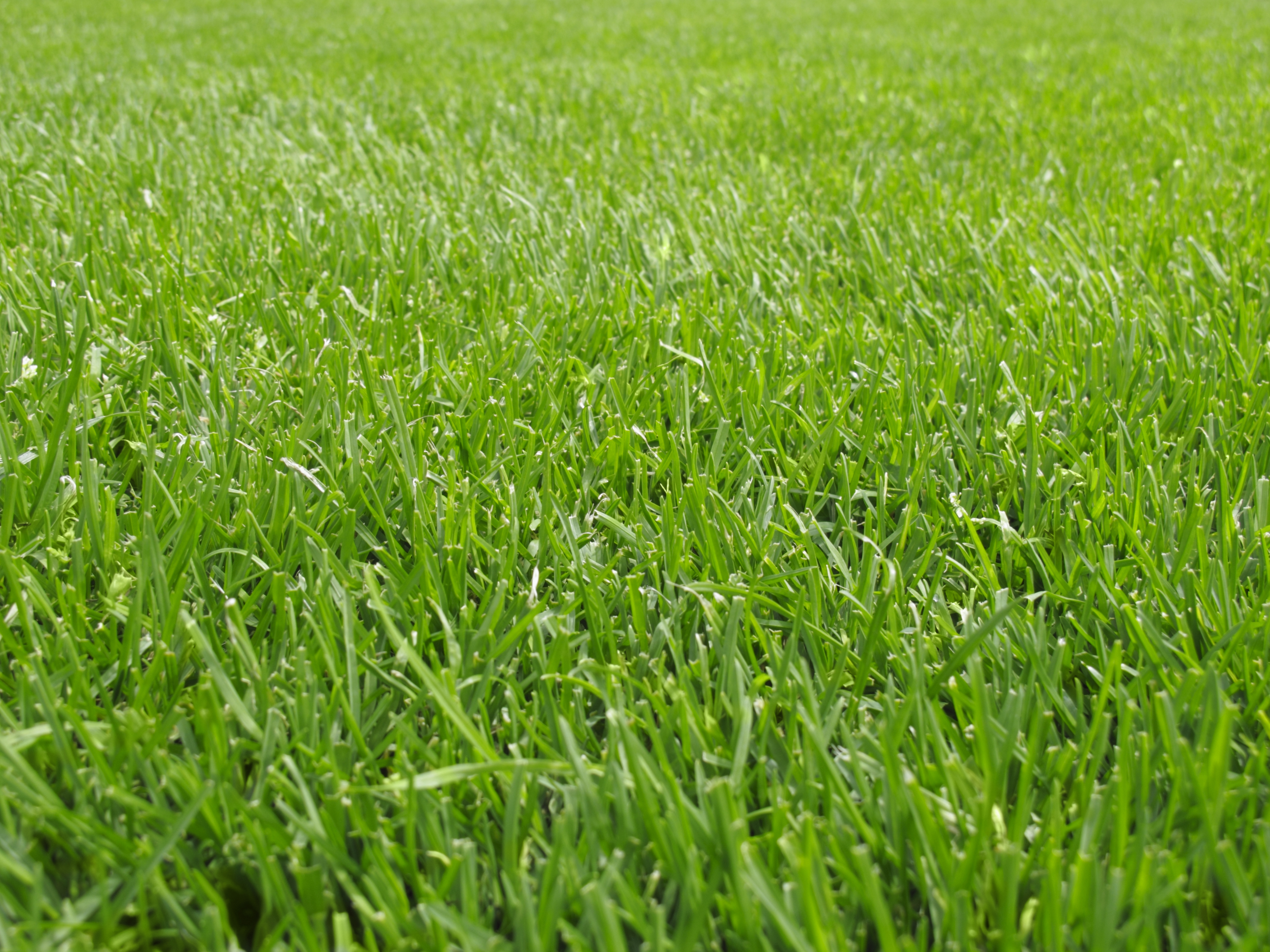 grass